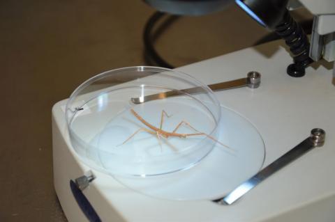Visita Laboratorio di Biotecnologie Ambientali