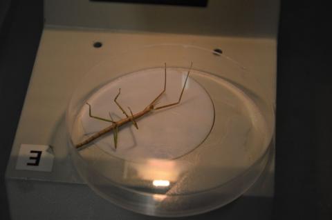 Visita Laboratorio di Biotecnologie Ambientali
