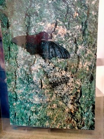 Museo di Storia Naturale
