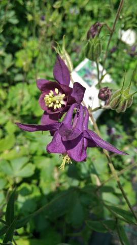 Visita all'orto botanico