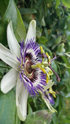 Visita all'orto botanico